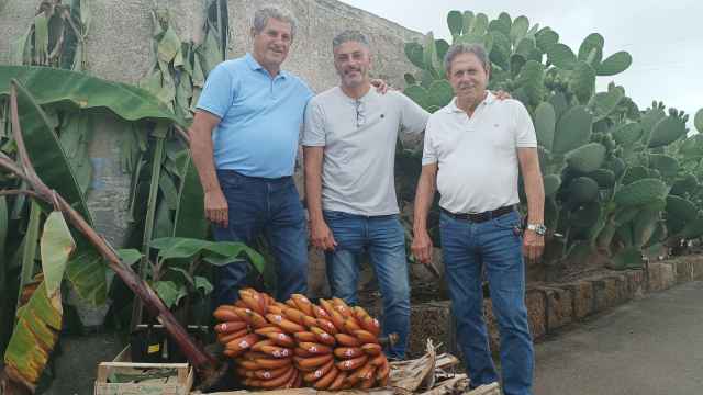 De izquierda a derecha, Plácido, Juan Manuel y José Manuel, tres miembros de la familia García, una de las primeras de Canarias en producir plátano rojo.