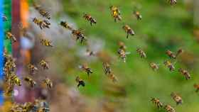 Un enjambre de abejas en una imagen de archivo.
