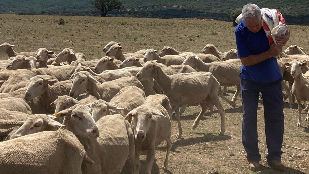 Eduardo del Rincón con sus ovejas en Ciudad Real