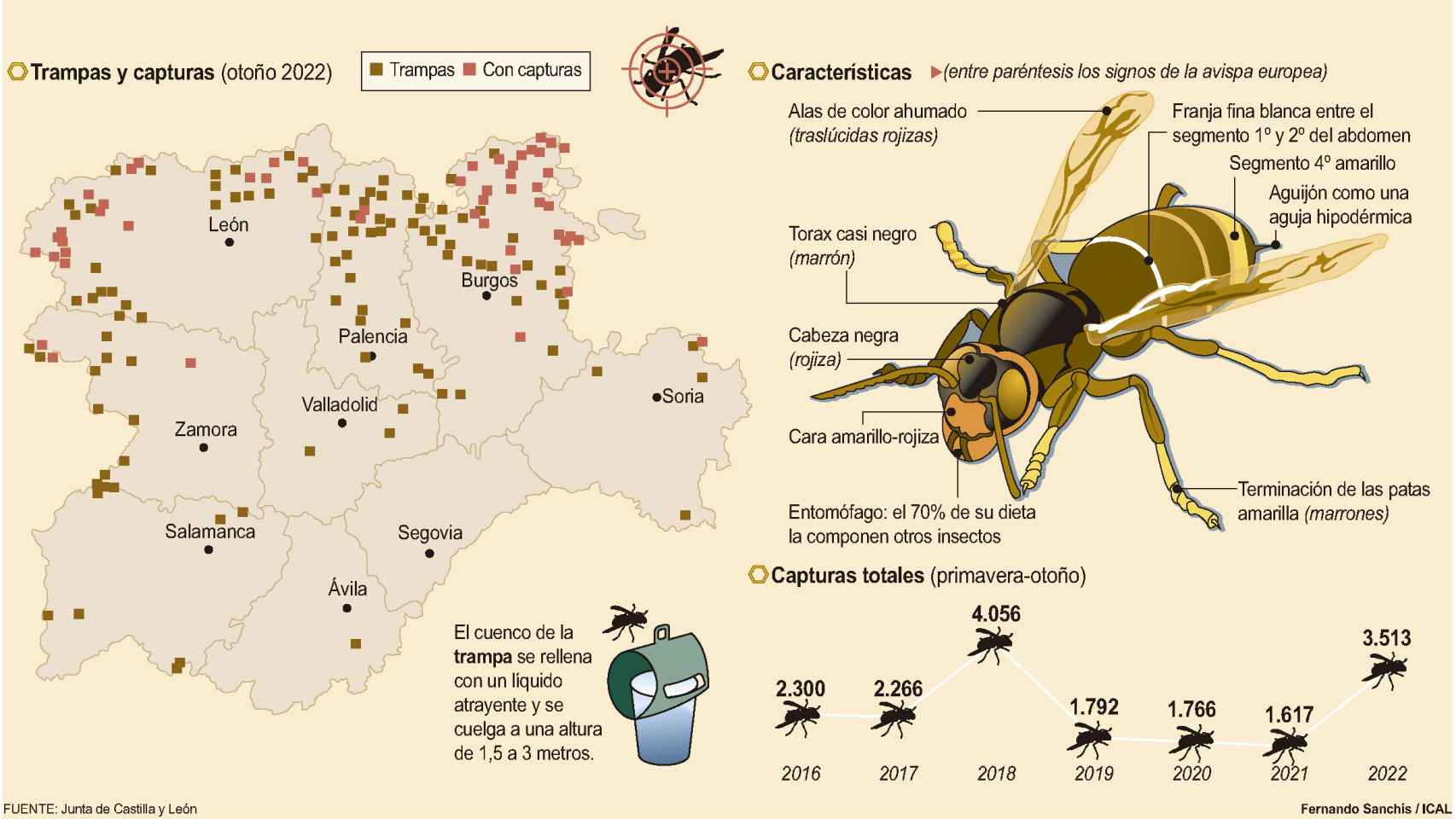 Cerco al avispón asiático en Castilla y León