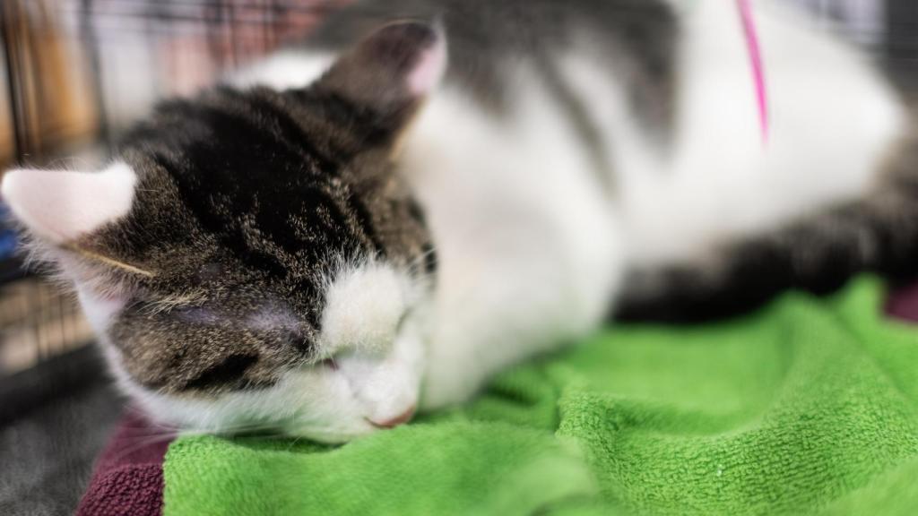 Imagen de archivo de un gato durmiendo junto a una toalla refrescada en el congelador.