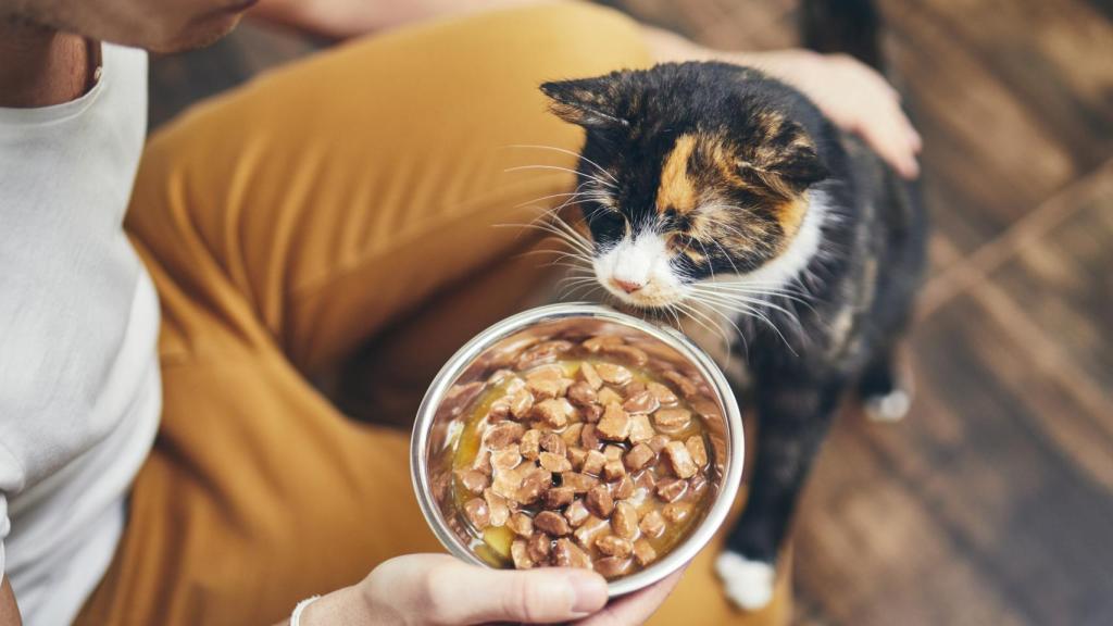 Imagen de archivo de un gato probando comida húmeda.