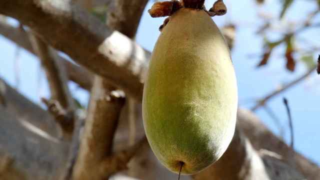 Fruto del baobab.