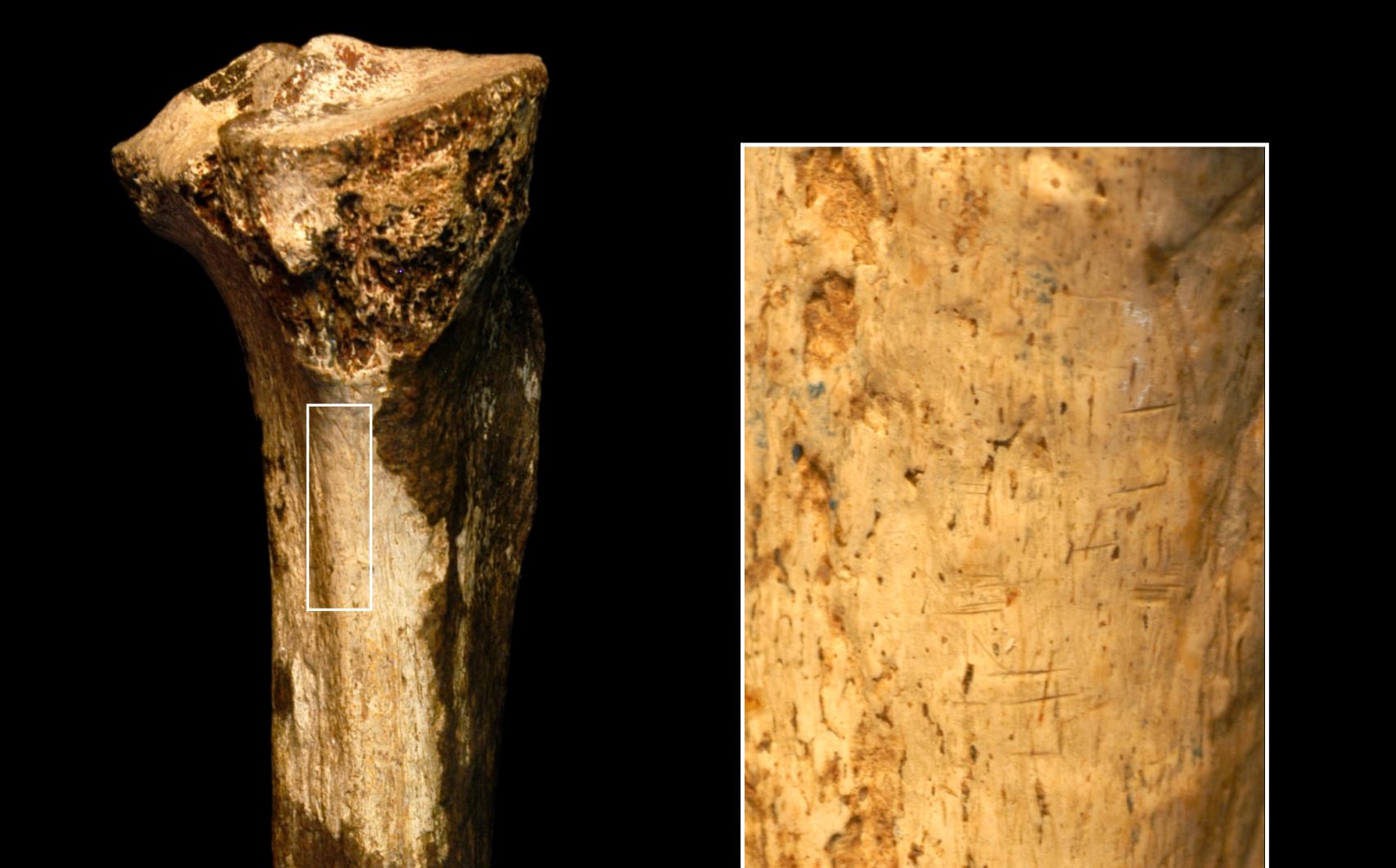 Detalle de una tibia de hace 1,45 millones de años y las marcas de corte.