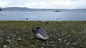 Una concha de mejillón en el puerto de Lorbé (foto: Shutterstock)