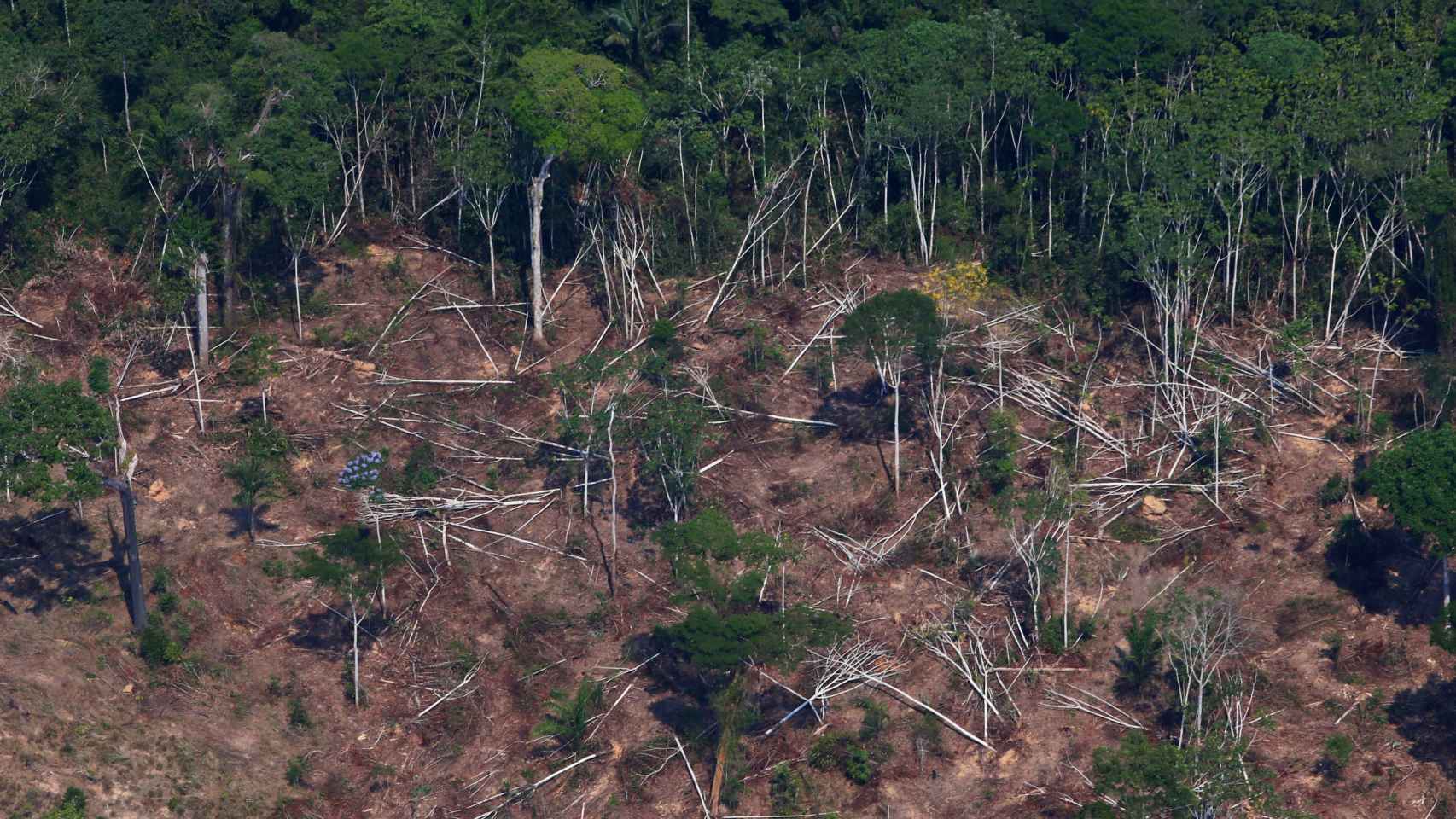 Una parcela deforestada y quemada en el Bosque Nacional Jamanxim en el Amazonas (Brasil),