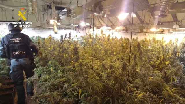 Operación Covus contra la producción de cannabis en Alcolea del Pinar