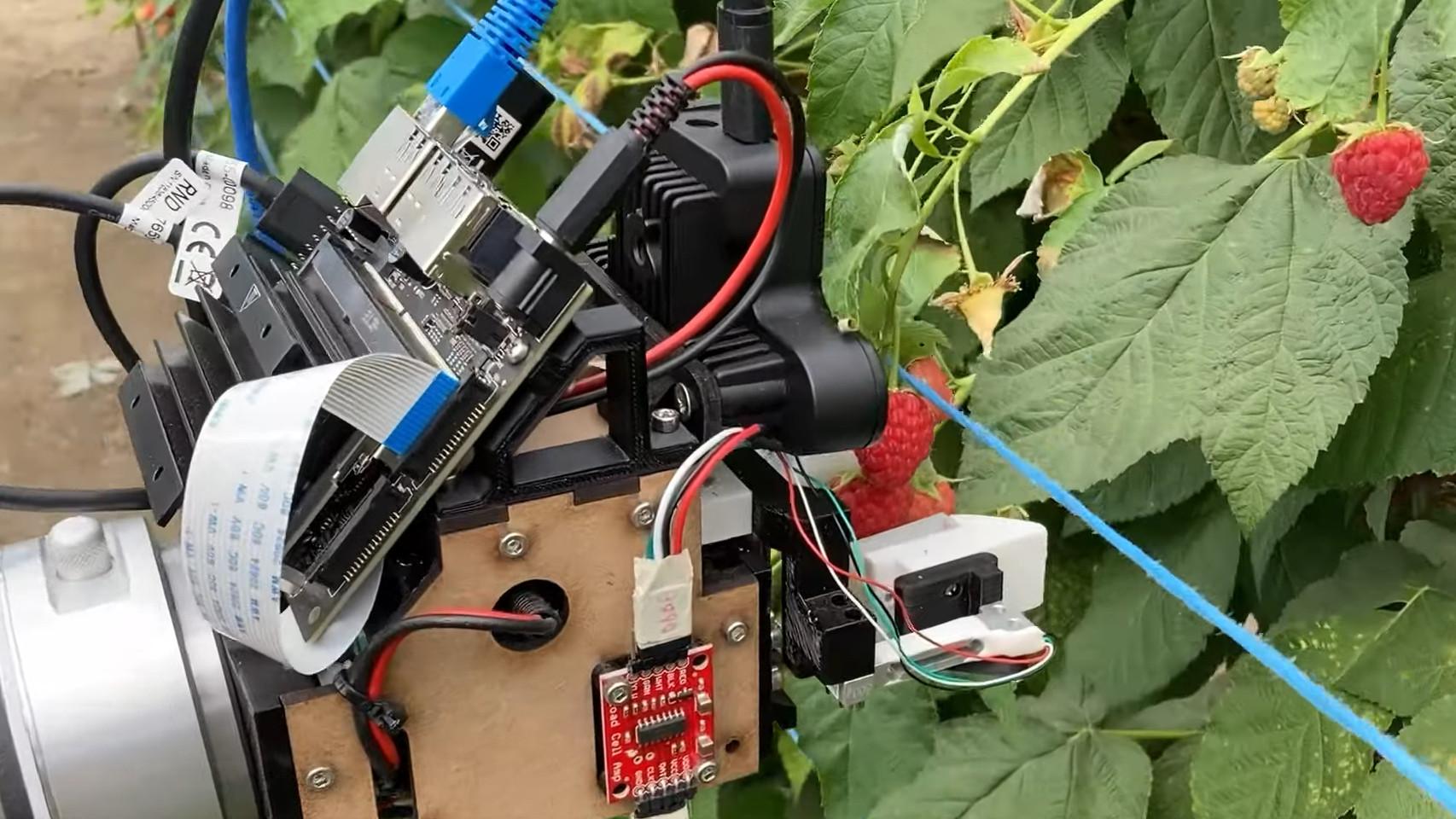 El robot recogiendo frambuesas en un invernadero