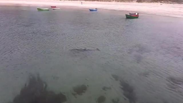 El delfín, en el centro de la imagen, nadando en círculos en aguas de Bares