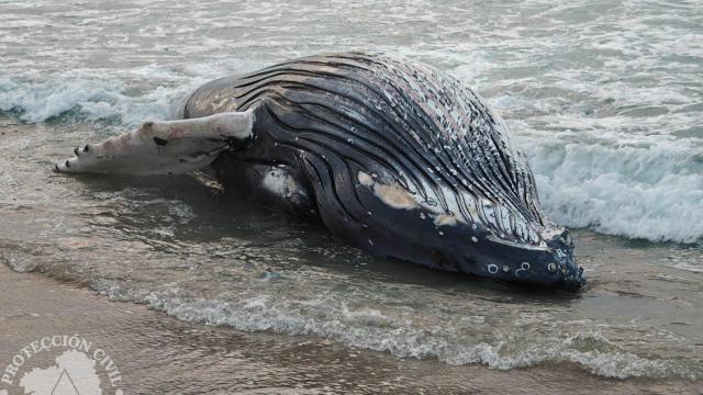 Imagen del ejemplar aparecido en Ferrol