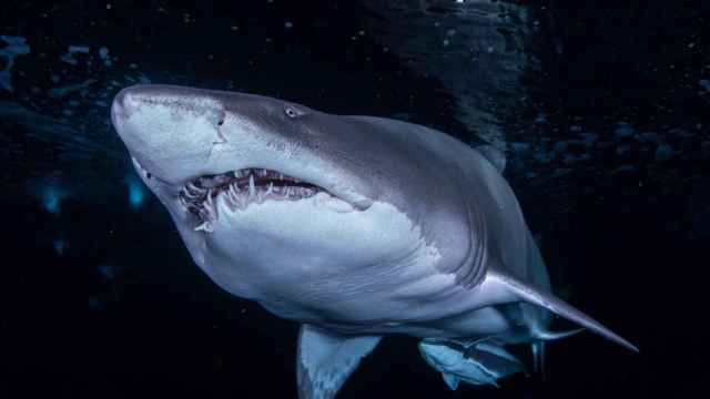Imagen de archivo de un tiburón nadando cerca de la costa