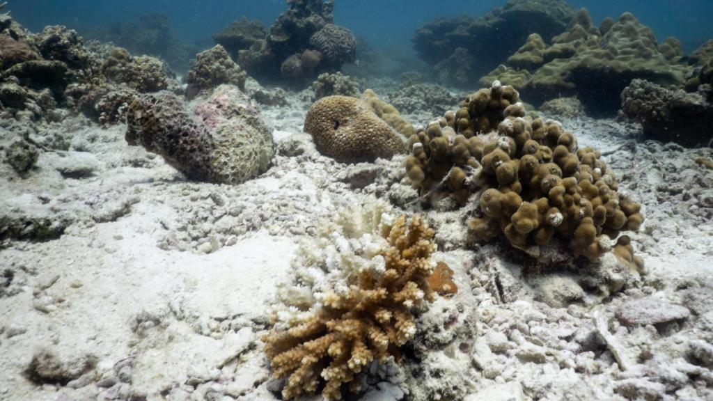 Estos químicos pueden estar contribuyendo al blanqueamiento de los corales en los arrecifes.