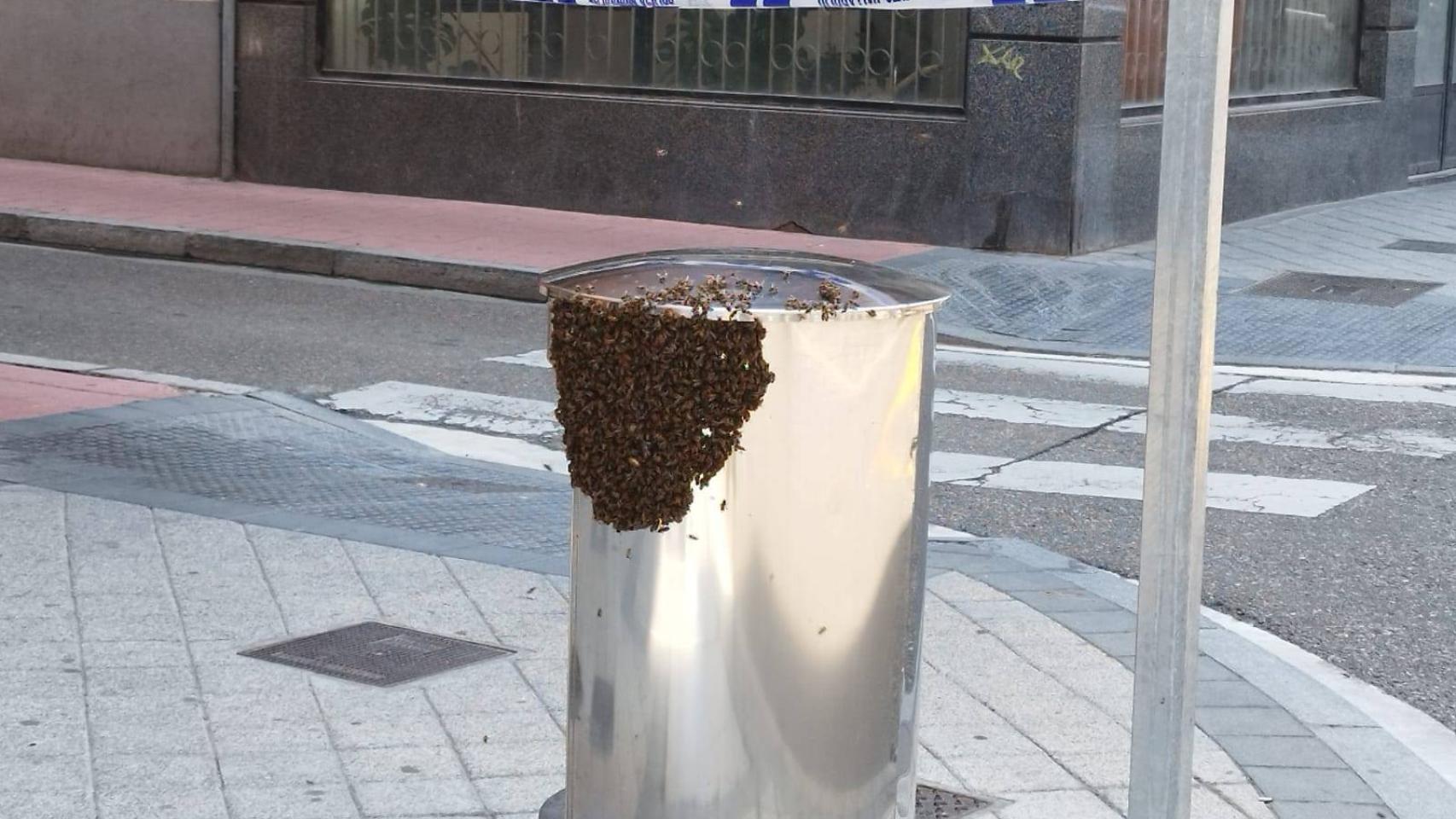 El enjambre de abejas en la calle Panaderos