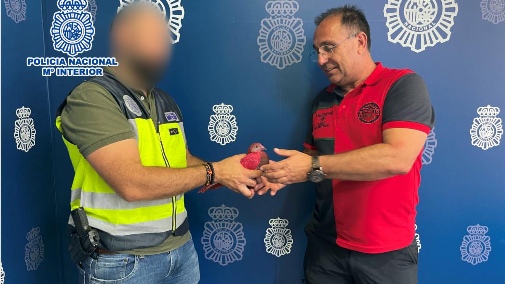 Un agente de la Policía Nacional devuelve uno de los ocho palomos recuperados al propietario.