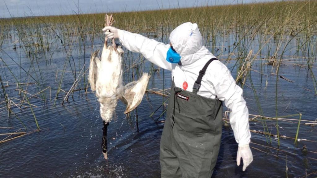 Cisnes muertos por gripe aviar en la reserva ecológica de Taim, Río Grande, Brasil.