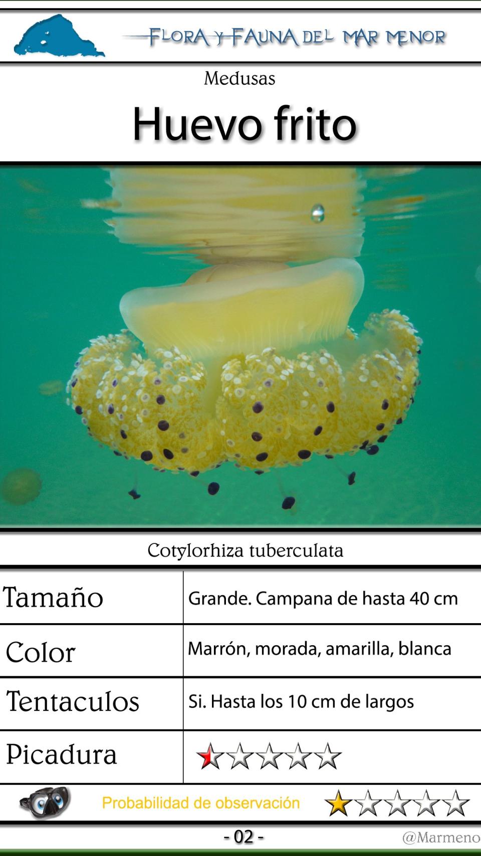 La ficha de la medusa conocida popularmente como 'huevo frito'.