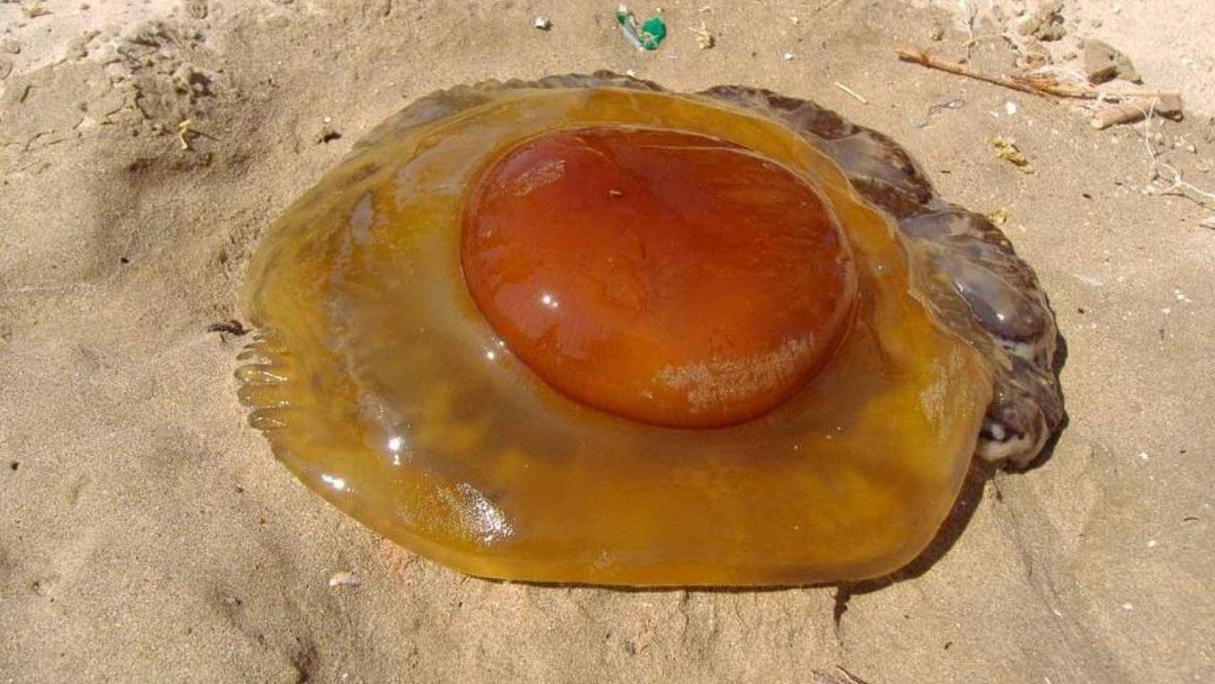 Una medusa 'huevo frito' en el Mar Mediterráneo.