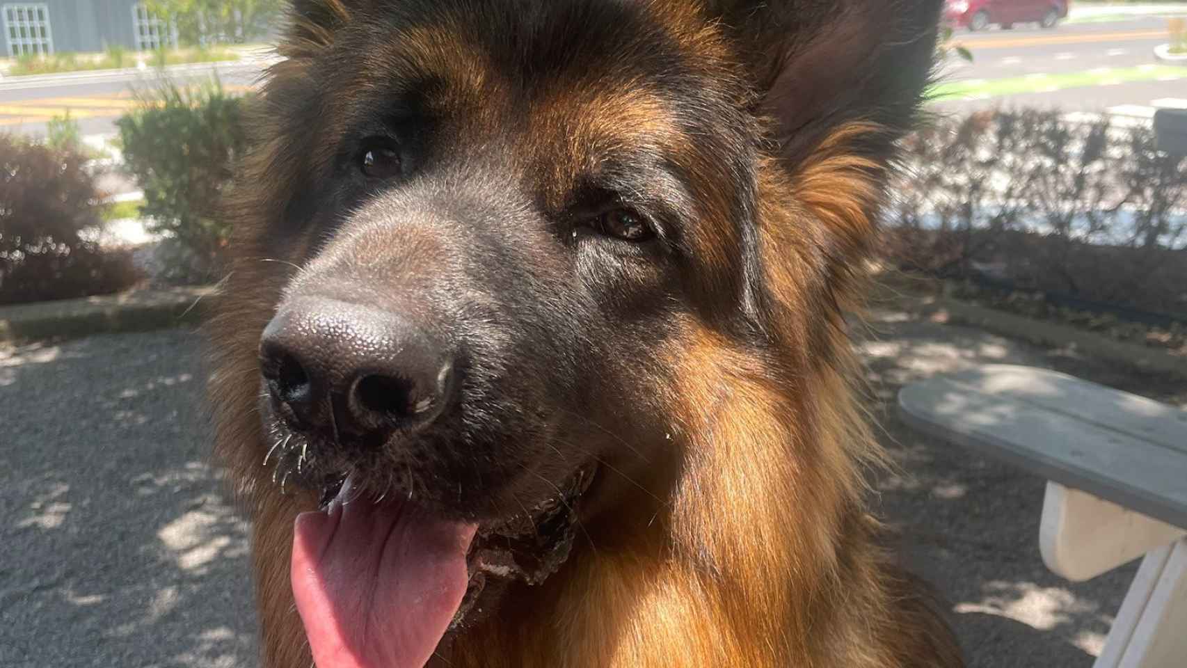 Judge, el perro de la huésped obligada a pagar un extra en Airbnb por dejar pelos de su mascota.