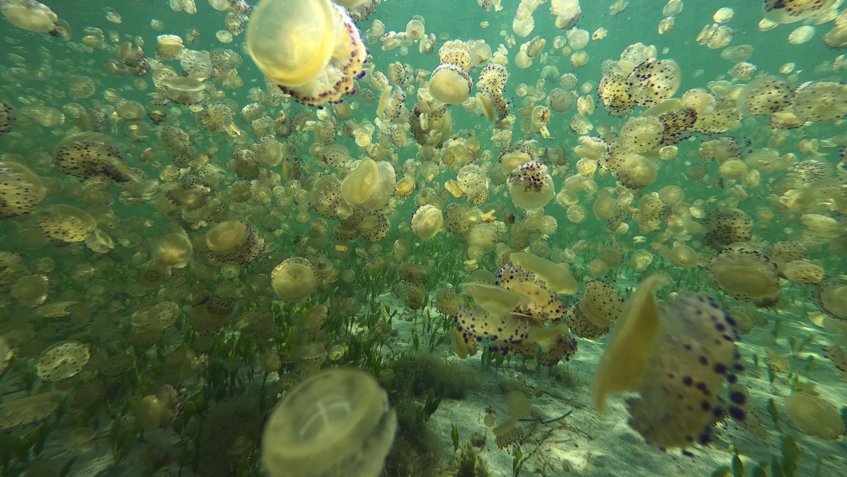 Cientos de medusas en una playa del Mar Menor en una imagen difundida por Mar Menor KO.