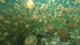 Cientos de medusas en una playa del Mar Menor en una imagen difundida por Mar Menor KO.