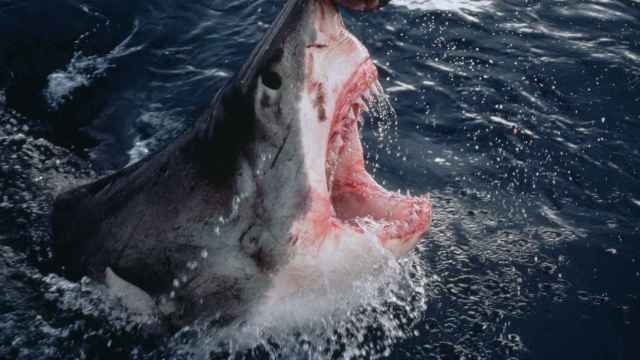 Imagen de archivo de un tiburón blanco en España