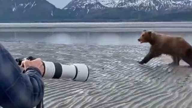 Un oso corre hacia los fotógrafos.