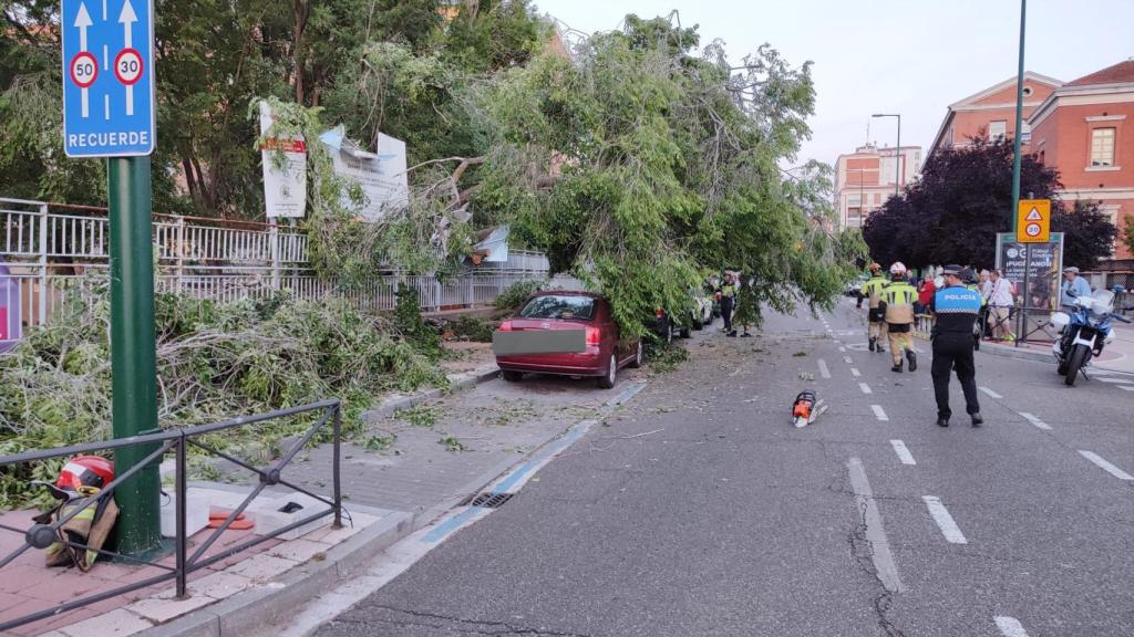 El árbol caído sobre un coche en Valladolid