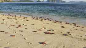 Si no quieres encontrarte medusas, evita ir a estas playas de España