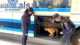 La unidad canina de la Policía en la inspección del autobús en Alicante.