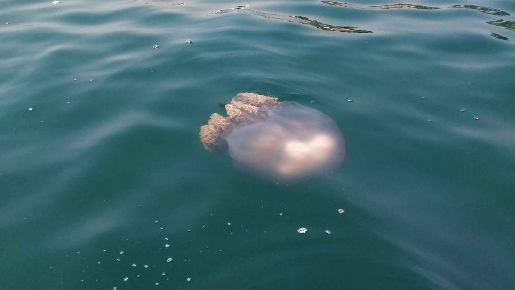 Llega la medusa más grande del Mediterráneo a la playa de Tarifa.