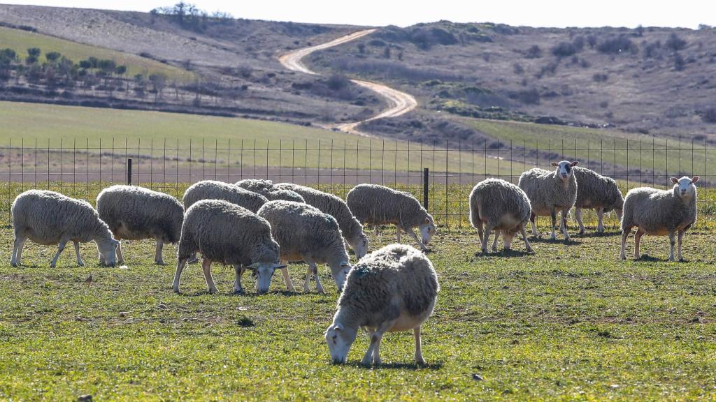 Una explotación ganadera en el municipio leonés de Matadeón de los Oteros.