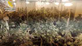 Detenidas cuatro personas en Albatana y desmantelados dos centros de producción y germinación de cannabis