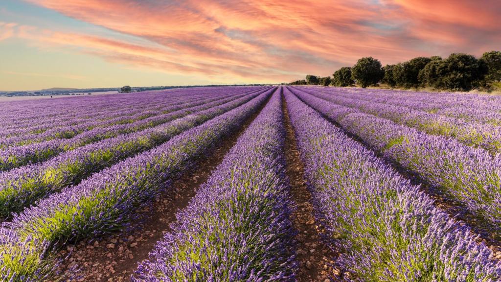 Campos de lavanda en Brihuega.