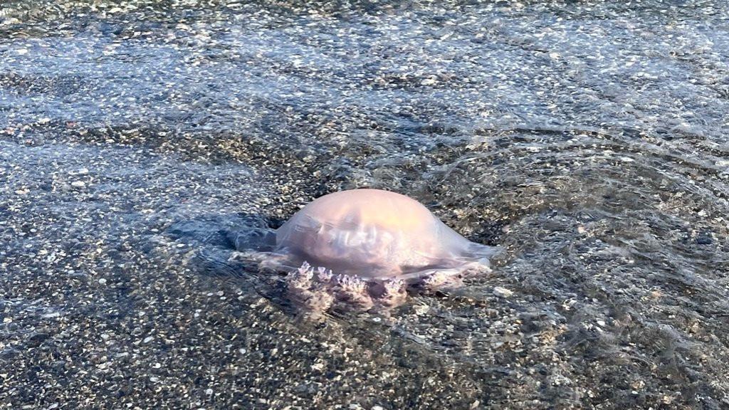 Rhizostoma en la orilla de una playa de Vélez-Málaga el pasado fin de semana