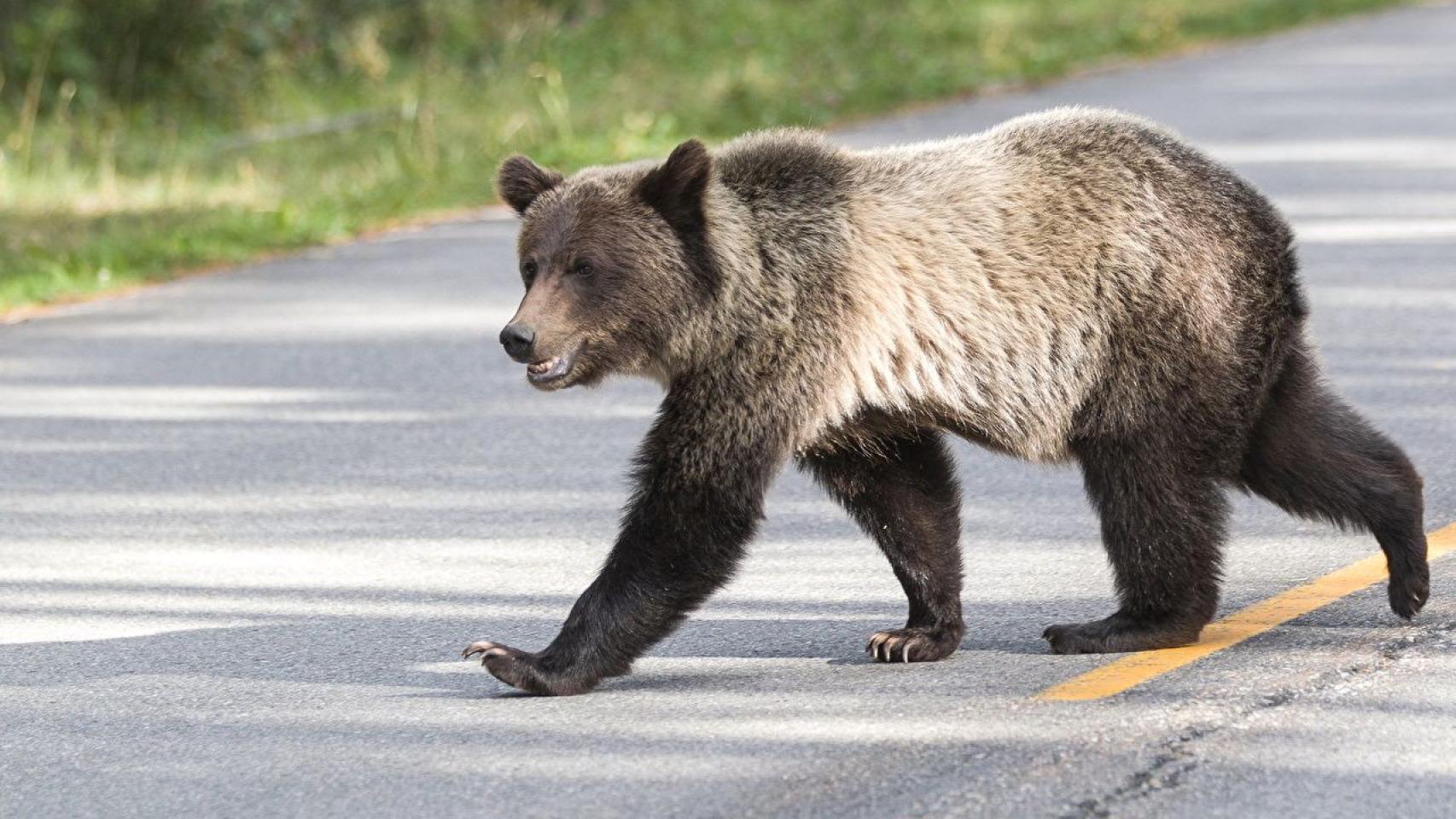 Un oso choca contra el coche de una familia que regresaba de pasar sus vacaciones en Huelva.