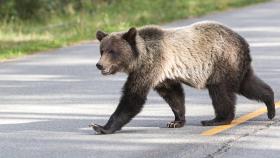Un oso choca contra el coche de una familia que regresaba de pasar sus vacaciones en Huelva.