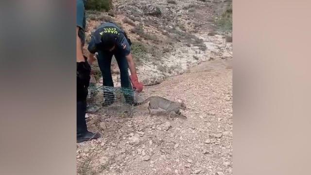 Gato montés junto a dos agentes de la Guardia Civil. Foto: GUARDIA CIVIL