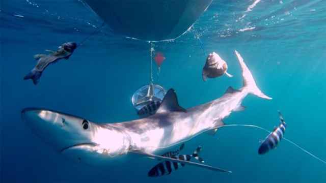 Imagen de archivo de un tiburón tintorera en una playa española