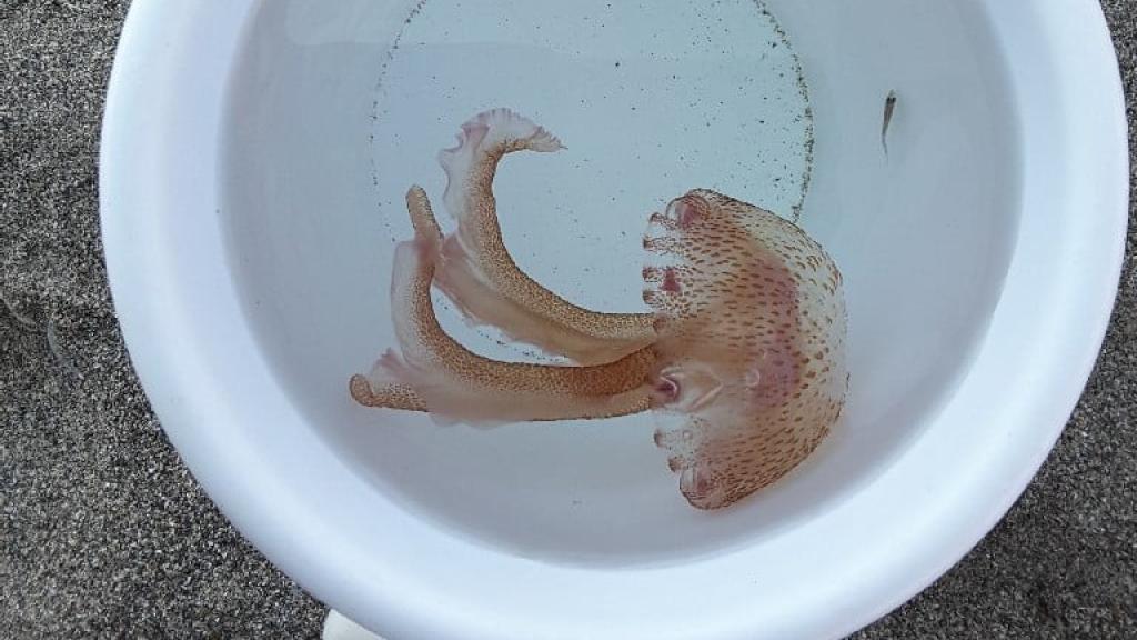 Medusa clavel (Pelagia noctiluca) en la playa de Sabinillas.