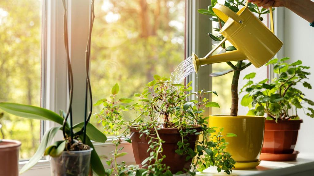 Imagen de archivo de una mujer regando las plantas.