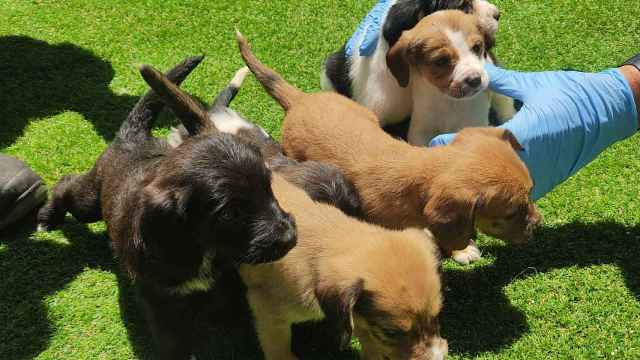 Imagen de los seis cachorros abandonados en Moraña.