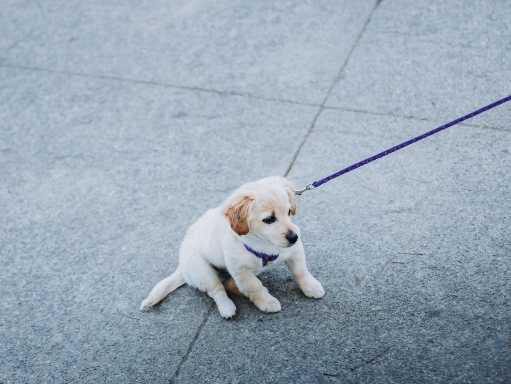 por qué mi perro se niega a salir a la calle