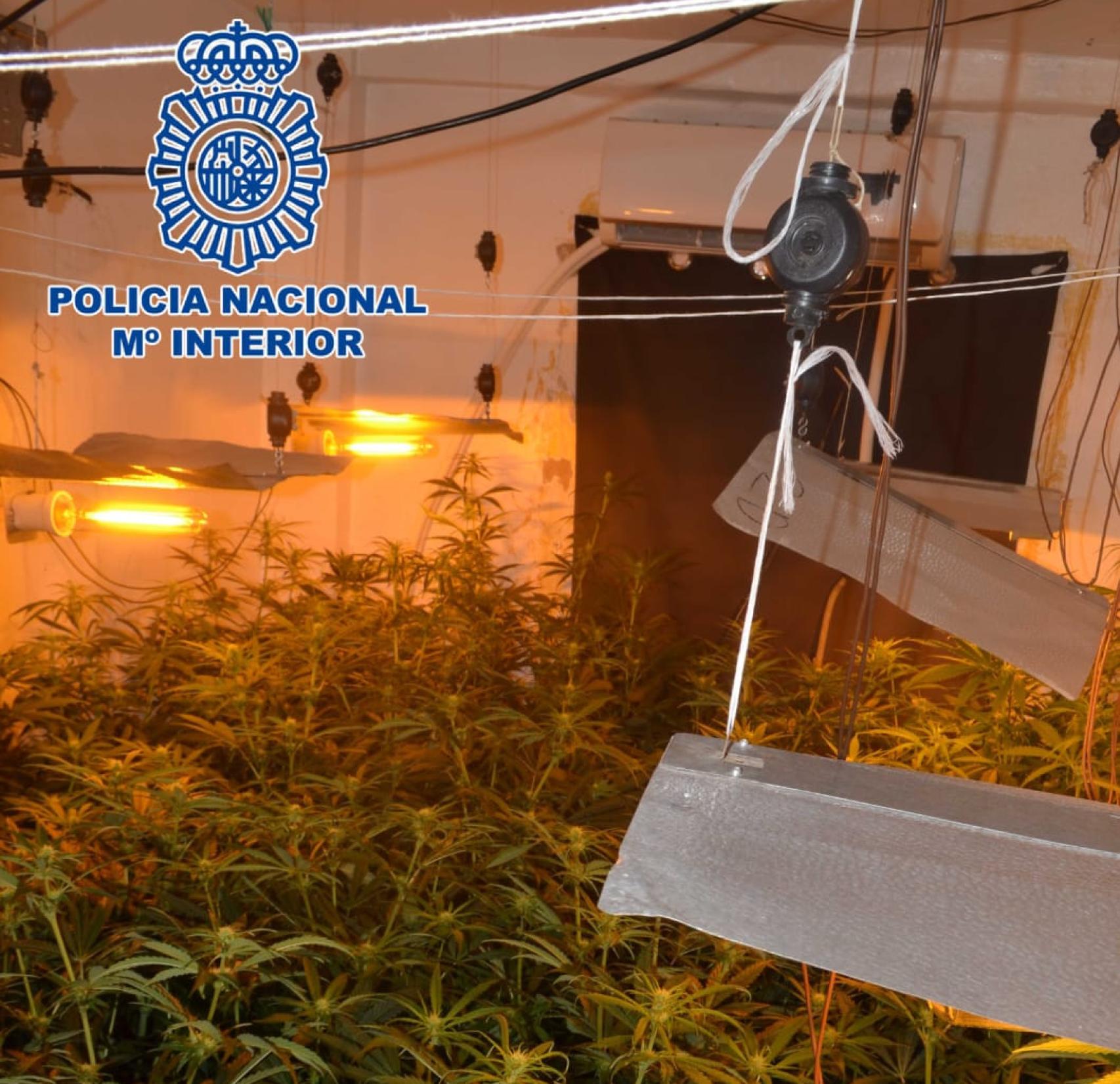 Plantación de marihuana en Albacete. Foto: Policía Nacional.