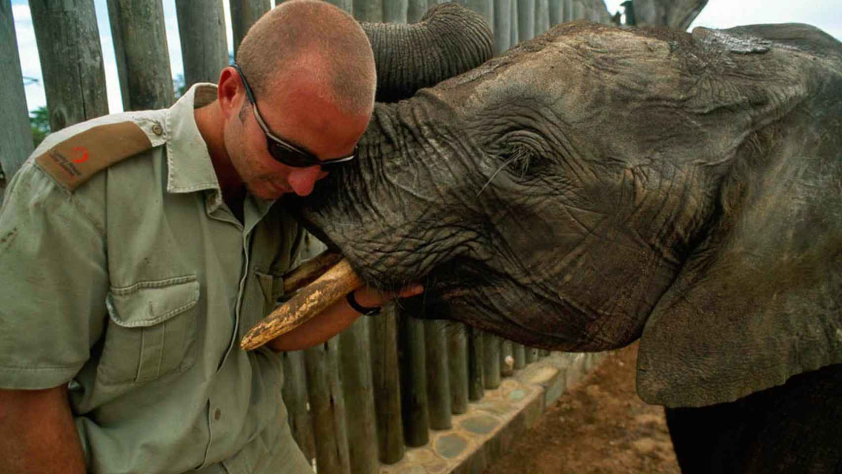 Un elefante en un reportaje por Sudáfrica en 2001 para National Geographic