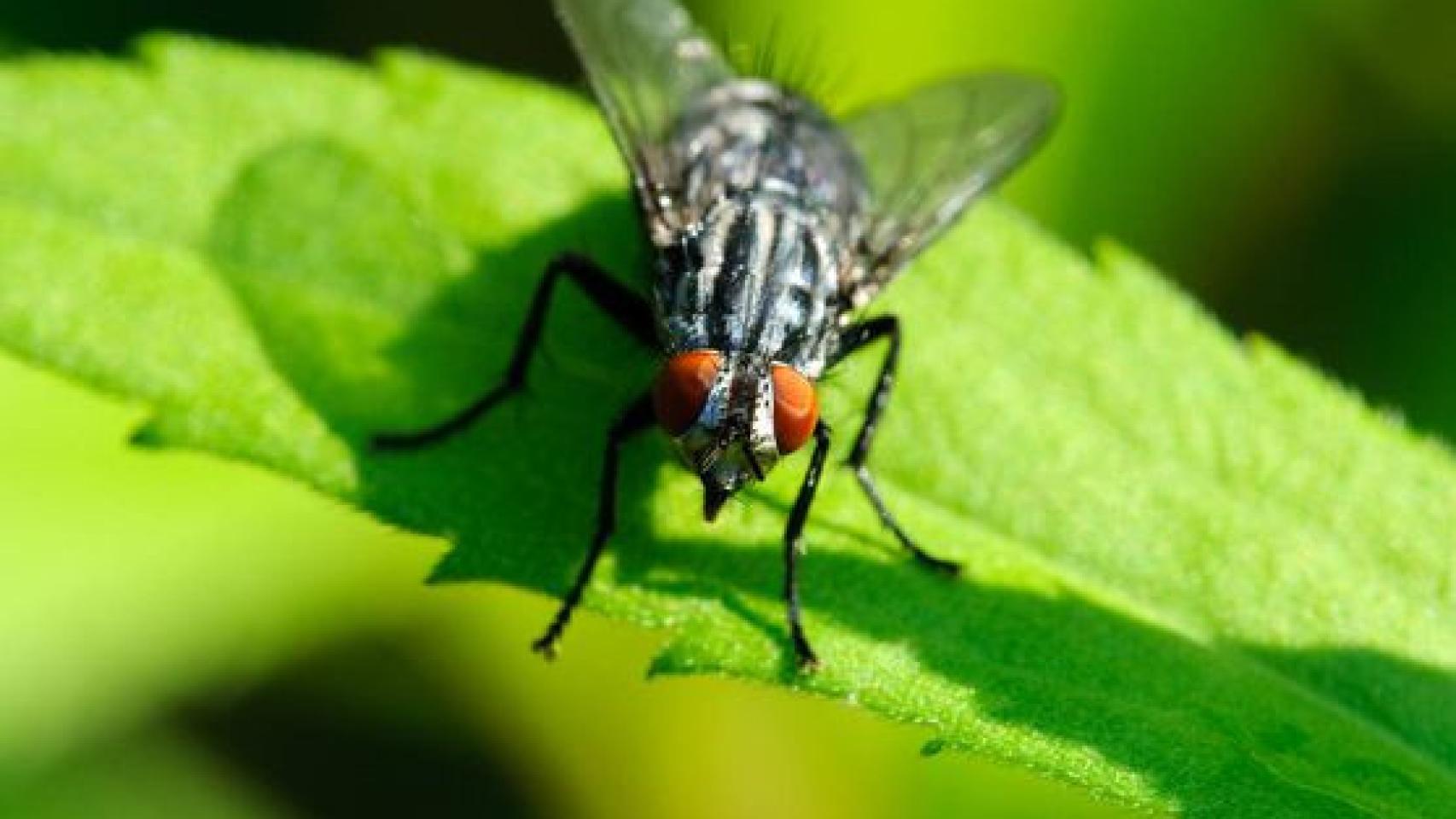 Imagen de archivo de una mosca negra sobre una hoja