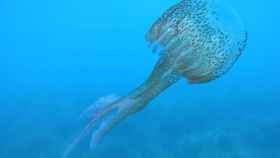 Imagen de una medusa en el Mediterráneo.