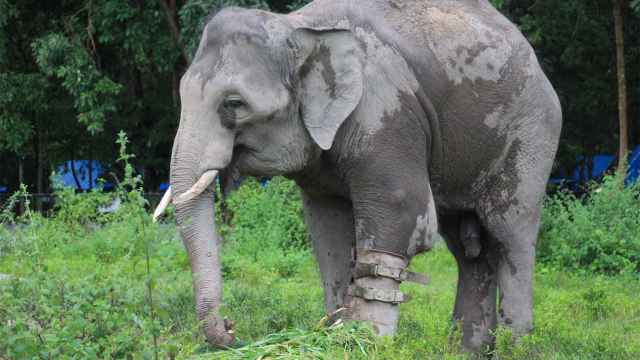 Chhouk, el elefante con prótesis de Camboya.