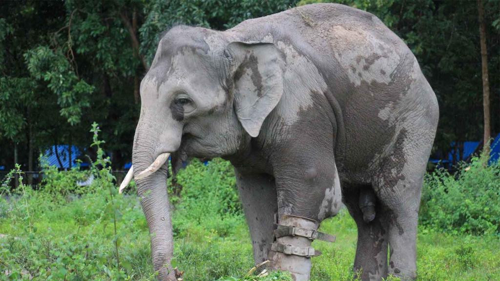 Chhouk, el elefante con prótesis de Camboya.