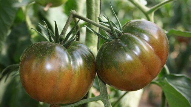 El tomate Negro de Santiago, la fruta que más se disfruta