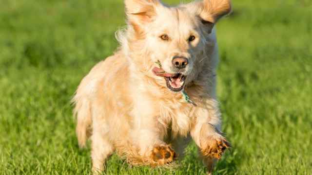 Un perro corriendo en verano bajo el sol.